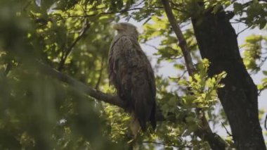 Beyaz Kuyruklu Kartal, Haliaeetus Albicilla bir dalda oturuyor. Hareketli resim