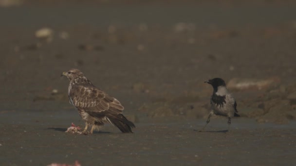 Κοινό Buzzard Buteo Buteo Και Hooded Crow Corvus Cornix — Αρχείο Βίντεο