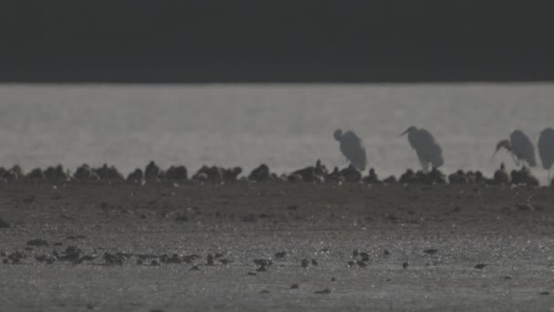 Flock Great Egrets Ardea Alba Στη Λίμνη — Αρχείο Βίντεο