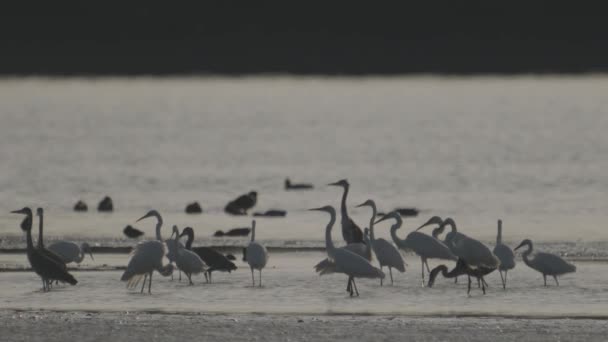 Flock Great Egrets Ardea Alba Lake — Stock Video