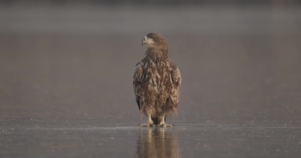 Zeearend Haliaeetus Albicilla Bij Het Bevroren Meer — Stockvideo