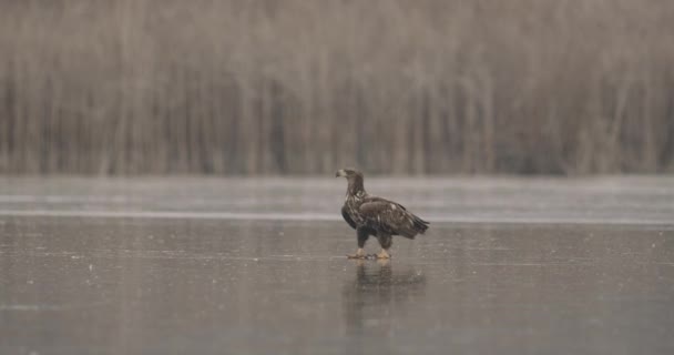 白尾鹰 Haliaeeetus Albicilla 在冰冻湖中 — 图库视频影像