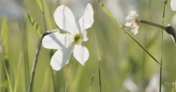 Flor Branca Daffodil Close Lento Movimento — Vídeo de Stock