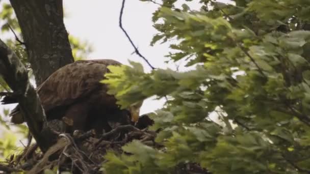 ホワイトテイクイーグル ハリアエトスアルビキラ 夏の森で巣に餌を与える スローモーション — ストック動画