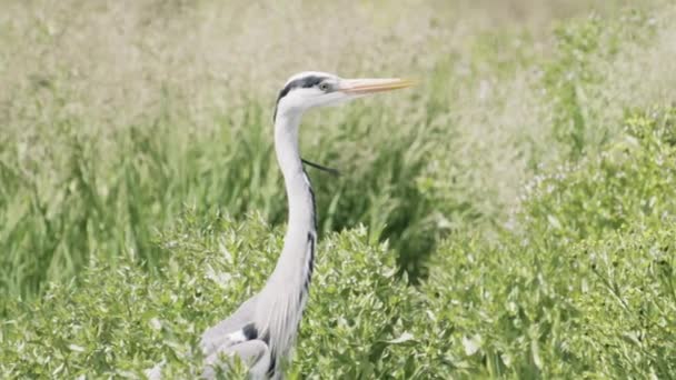 Grey Heron Ardea Cinerea Walks Bank Pond — Stock Video