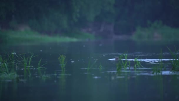 Ευρασιατικός Κάστορας Κολυμπά Στον Ποταμό Την Αυγή — Αρχείο Βίντεο
