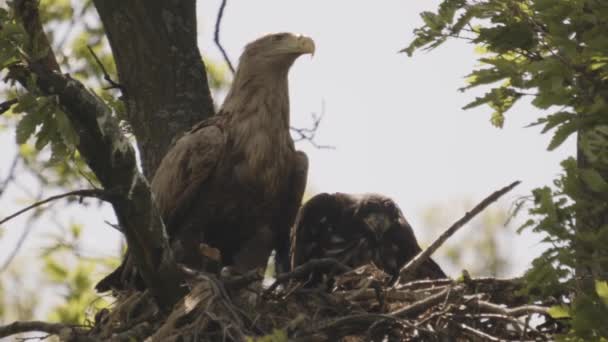 Deux Aigles Queue Blanche Haliaeetus Albicilla Nichent Dans Forêt Été — Video
