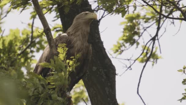 白尾鹰 哈立德 阿尔比西拉坐在夏林的树枝上 在树叶间 慢动作的画面 — 图库视频影像