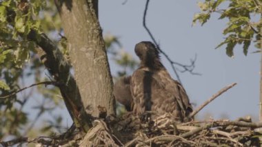 İki beyaz kuyruklu kartal, Haliaeetus Albicilla yuvada tüy sallıyor, ağır çekim