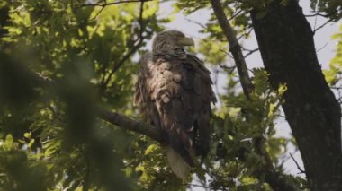 Beyaz Kuyruklu Kartal, Haliaeetus Albicilla bir dalda oturuyor. Hareketli resim