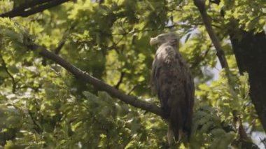 Beyaz Kuyruklu Kartal, Haliaeetus Albicilla bir dalda oturuyor. Hareketli resim
