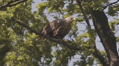 Beyaz Kuyruklu Kartal, Haliaeetus Albicilla yaz ormanlarında yaprakların arasında bir dalda oturuyor, yavaş çekim görüntüsü