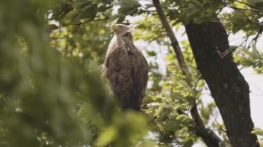 Beyaz Kuyruklu Kartal, Haliaeetus Albicilla yaz ormanlarında yaprakların arasında bir dalda oturuyor, yavaş çekim görüntüsü