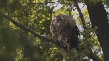 Beyaz Kuyruklu Kartal, Haliaeetus Albicilla bir dalda oturuyor. Hareketli resim