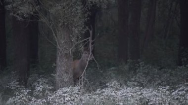 Kırmızı Geyik (Cervus Elaphus) Sonbaharda Rut sırasında Geyik Gürültüsü