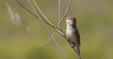 Great Reed Warbler (Acrocephalus Arundinaceus) Şarkı Söylüyor