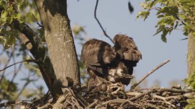 İki Beyaz Kuyruklu Kartal, Haliaeetus Albicilla yaz ormanında yuvada tüy sallıyor, Ağır çekim Görüntüsü