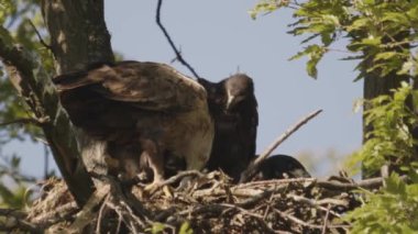 Üç beyaz kuyruklu kartal, Haliaeetus Albicilla, yaz ormanlarında yuvada besleniyor, ağır çekim.
