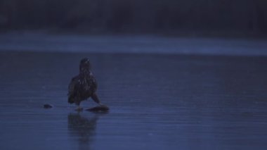 Beyaz Kuyruklu Kartal (Haliaeetus Albicilla) Donmuş Gölde Avlanan