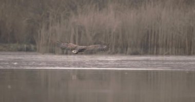 Beyaz Kuyruklu Kartal (Haliaeetus Albicilla) Donmuş Göl 'de