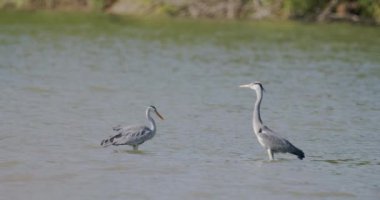 İki Ardea Cinerea Gri Balıkçıl Sığ Suda Yürüyor, Yavaş Hareket Görüntüsü
