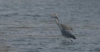 Gri Balıkçıl 'ın Yakın Çekim Portresi (Ardea Cinerea), Yavaş Hareket Görüntüsü