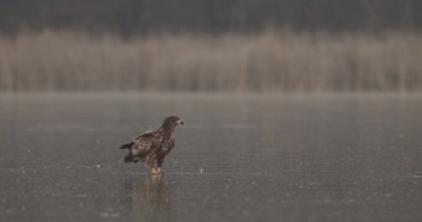 Beyaz Kuyruklu Kartal (Haliaeetus Albicilla) Donmuş Göl 'de
