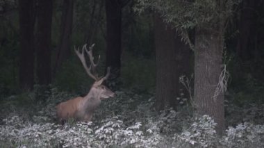 Kırmızı Geyik (Cervus Elaphus) Sonbaharda Rut sırasında Geyik Gürültüsü