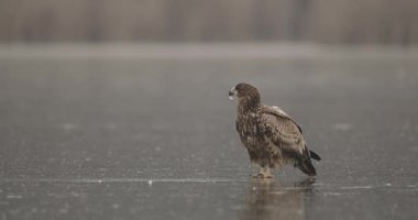 Beyaz Kuyruklu Kartal (Haliaeetus Albicilla) Donmuş Göl 'de