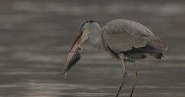 Gri balıkçıl (Ardea Cinerea) Gölde Balıkçılık