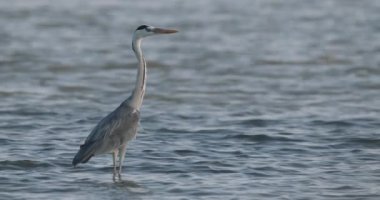 Gri Balıkçıl 'ın Yakın Çekim Portresi (Ardea Cinerea), Yavaş Hareket Görüntüsü