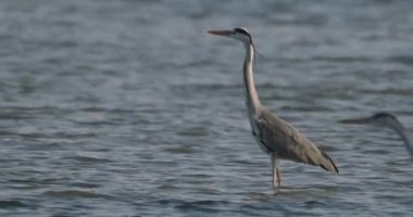 Gri Balıkçıl 'ın Yakın Çekim Portresi (Ardea Cinerea), Yavaş Hareket Görüntüsü