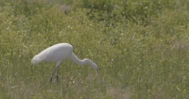 Büyük bir balıkçıl (Ardea alba) bir gölden balık topluyor.