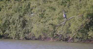 Ardea Cinerea Gri Balıkçıl gölün üzerindeki bir ağaç dalında oturuyor.