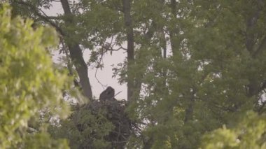 Beyaz Kuyruklu Kartal Haliaeetus Albicilla, yuvadaki tüyler