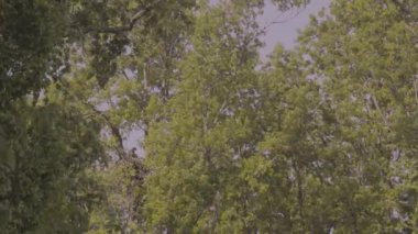 Bir çift beyaz kuyruklu kartal, Haliaeetus Albicilla bir yuvada