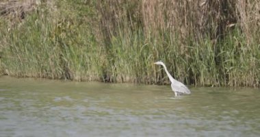 Ardea Cinerea Gri Balıkçıl Sığ Suda Yürüyor, Yavaş Hareket Görüntüsü