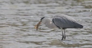 Gri balıkçıl (Ardea Cinerea) Gölün Sığ Suyunda Balıkçılık