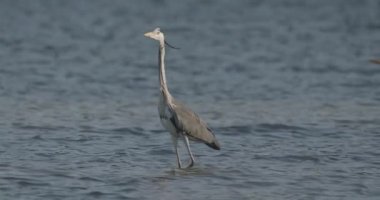 Gri Balıkçıl 'ın Yakın Çekim Portresi (Ardea Cinerea), Yavaş Hareket Görüntüsü