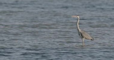 Gri Balıkçıl 'ın Yakın Çekim Portresi (Ardea Cinerea), Yavaş Hareket Görüntüsü