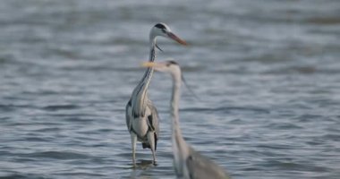 Gri Balıkçıl 'ın Yakın Çekim Portresi (Ardea Cinerea), Yavaş Hareket Görüntüsü