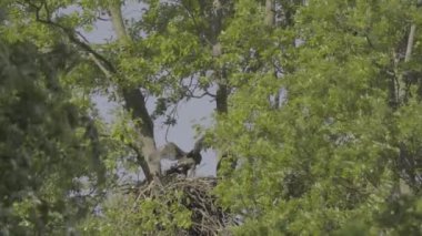 Beyaz Kuyruklu Kartal, Haliaeetus Albicilla, yuvadaki tüyler