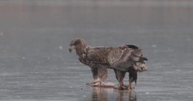 Beyaz Kuyruklu Kartal (Haliaeetus Albicilla) Donmuş Gölde Avlanan