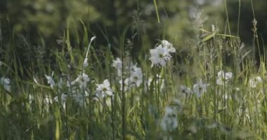 Beyaz Kuyruklu Kartal, Haliaeetus Albicilla, yuvadaki tüyler