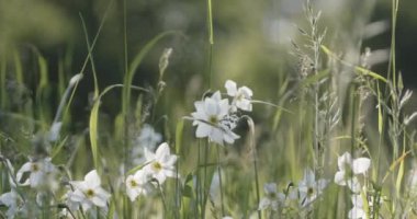 Beyaz Kuyruklu Kartal, Haliaeetus Albicilla, yuvadaki tüyler