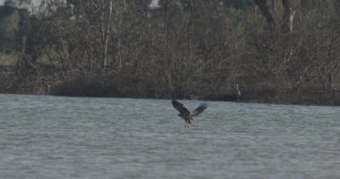 Beyaz Kuyruklu Kartal (Haliaeetus Albicilla) Kuş Avlıyor