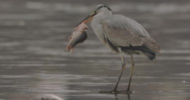 Gri balıkçıl (Ardea Cinerea) Gölde Balıkçılık