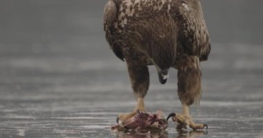 Beyaz Kuyruklu Kartal (Haliaeetus Albicilla) Donmuş Gölde Avlanan