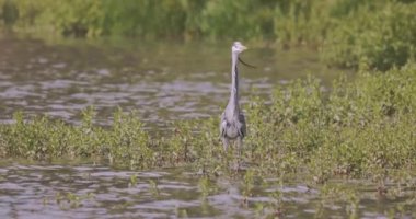 Gri Balıkçıl (Ardea Cinerea) Gölde Balıkçılık, Yavaş Hareket Görüntüsü