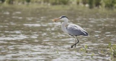 Gri balıkçıl (Ardea Cinerea) Gölün Sığ Suyunda Balıkçılık